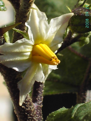 Solanum aethiopicum, Buggenhout, garden weed, September 2008, F. Verloove.