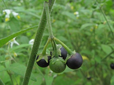 Solanum chenopodioides, Gent, port area (Rodenhuizedok), sandy roadside,  September 2011, W. Vercruysse