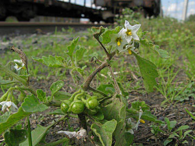 Solanum physalifolium, Gent, port area, railway tracks, September 2010, W. Vercruysse.