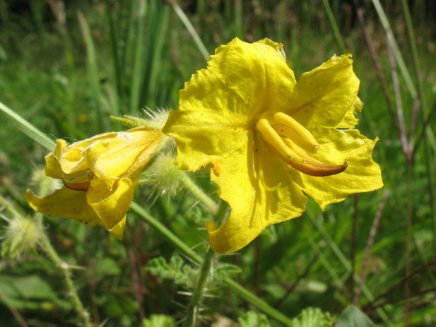 Solanum rostratum, Leopoldsburg, demolition site, August 2011, R. Barendse 