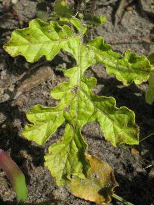 Solanum rostratum, Leopoldsburg, demolition site, August 2011, R. Barendse