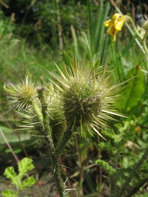 Solanum rostratum, Leopoldsburg, demolition site, August 2011, R. Barendse