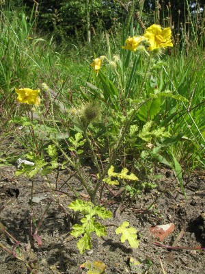 Solanum rostratum, Leopoldsburg, demolition site, August 2011, R. Barendse