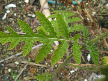 Solanum sisymbriifolium, Mol, municipal dump area, October 2008, R. Barendse.