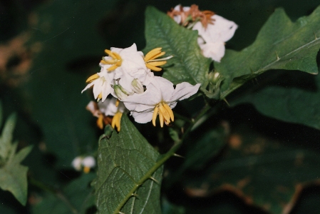 Solanum carolinense, Antwerpen, port (Albertkanaal near Merksem),  unloading quay for cereals, 1996, F. Verloove.