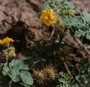 Solanum rostratum, Gent, port (Rodenhuizedok), sandy waste ground at the Ghent Grain Terminal, August 1997, F. Verloove 