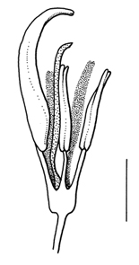 Solanum_rostratum_anthers