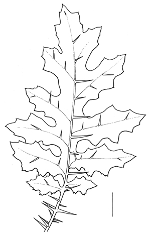 Solanum_sisymbriifolium_leaf