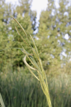 Spartina pectinata, Geel, pond margin (probably relic of cultivation), July 2009, R. Barendse