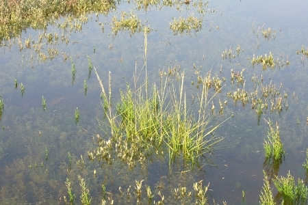 Spartina townsendii, Knokke, Zwin, tidal mud-flat, September 2011, A. De Rycke 