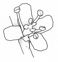 Tamarix parviflora 