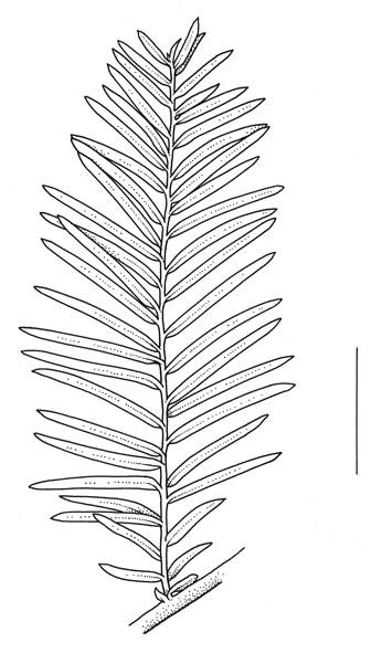 Taxodium_distichum