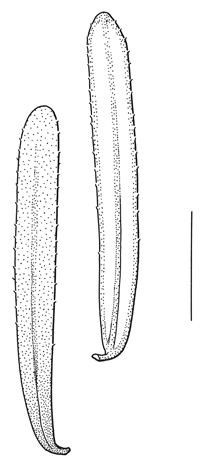 Tsuga_heterophylla