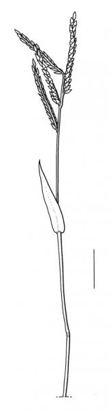 Urochloa panicoides, inflorescence - Drawing S.Bellanger