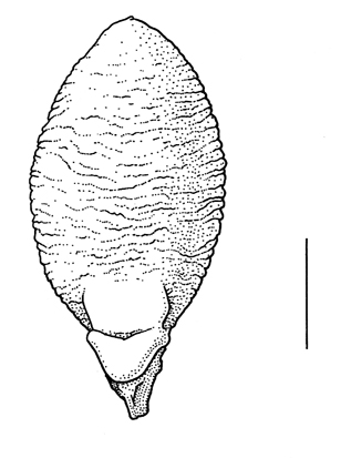 Urochloa platyphylla, lemma - Drawing S.Bellanger
