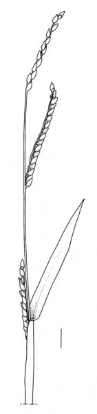 Urochloa platyphylla, inflorescence - Drawing S.Bellanger