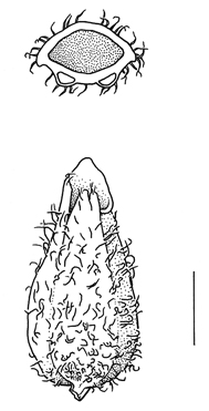 Valerianella_dentata_var_eriosperma