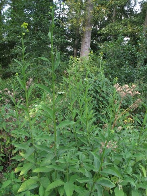 Verbesina alternifolia, Paal, on the verge of former sand pit (now golf court), August 2009, R. Barendse