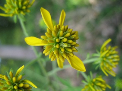 Verbesina alternifolia, Paal, on the verge of former sand pit (now golf court), August 2009, R. Barendse