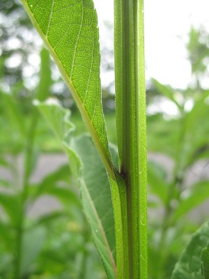 Verbesina alternifolia, Paal, on the verge of former sand pit (now golf court), August 2009, R. Barendse