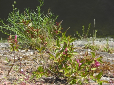  Weigelia floribunda, Gent, Achtervisserij, old quay wall, May 2011, F. Verloove