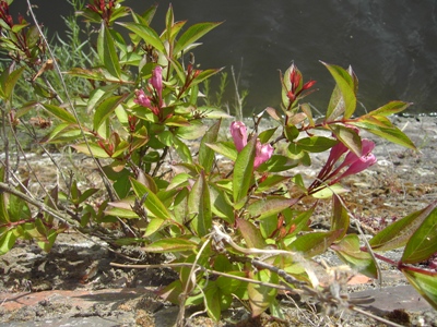 Weigelia floribunda, Gent, Achtervisserij, old quay wall, May 2011, F. Verloove