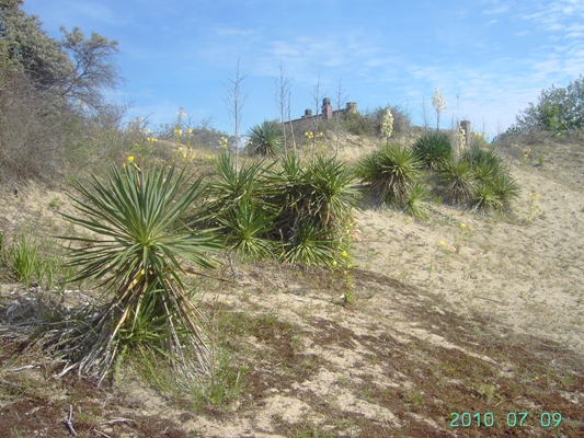 Yucca gloriosa, Koksijde (Oostduinkerke), nature reserve Ter Yde, coastal dunes, July 2010, F. Verloove