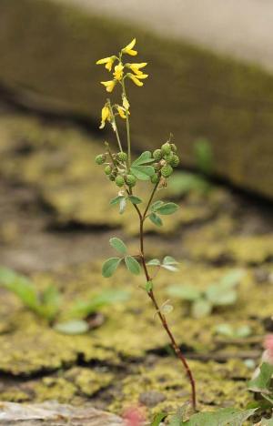  Melilotus infestus, Antwerpen, port area (near Oosterweellaan), grain dump, September 2012, I. Jacobs 