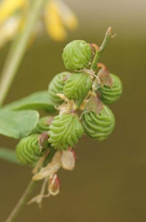 Melilotus infestus, Antwerpen, port area (near Oosterweellaan), grain dump, September 2012, I. Jacobs