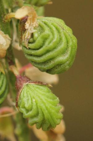 Melilotus infestus, Antwerpen, port area (near Oosterweellaan), grain dump, September 2012, I. Jacobs