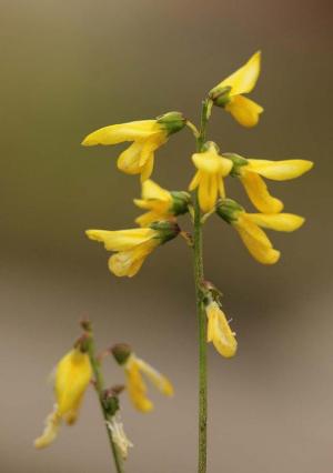 Melilotus infestus, Antwerpen, port area (near Oosterweellaan), grain dump, September 2012, I. Jacobs