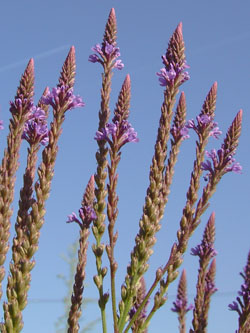 Verbena hastata Lauwe, derelict maize field, 08.2009; by Filip Verloove