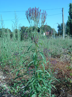 Verbena hastata Lauwe, derelict maize field, 08.2009; by Filip Verloove