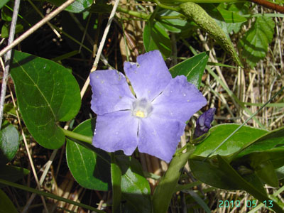 Vinca major (Wenduine, May 2010, Filip Verloove)