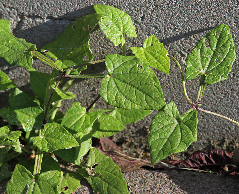 Thunbergia alata, Gent, foot of wall, October 2013, W. Vercruysse